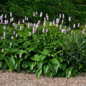 Hadovník väčší (Persicaria bistorta) ´SUPERBA´ kont. C1L
